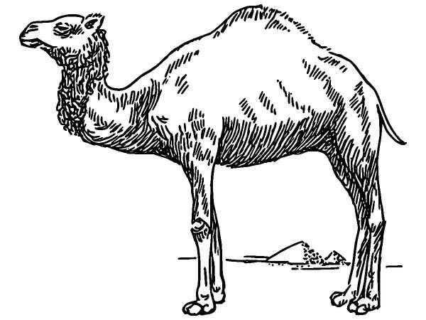 Животные 366