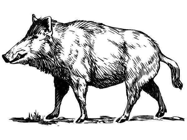 Животные 214