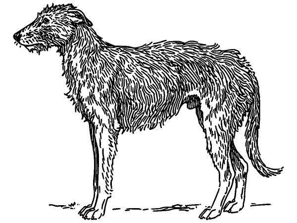 Животные 624 Животные 624