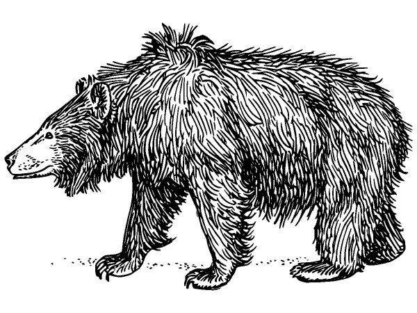 Животные 1118