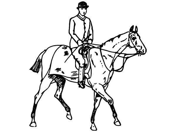 Животные 2890