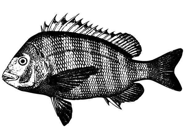 Животные 3978