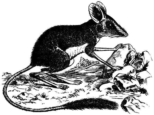 Животные 2859