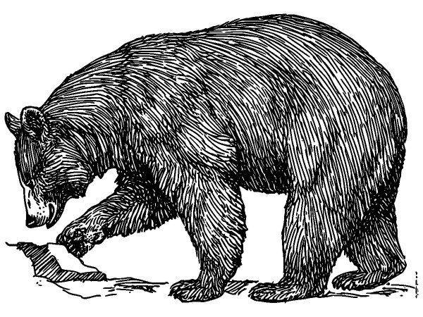 Животные 215