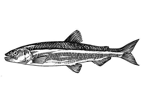 Животные 1120