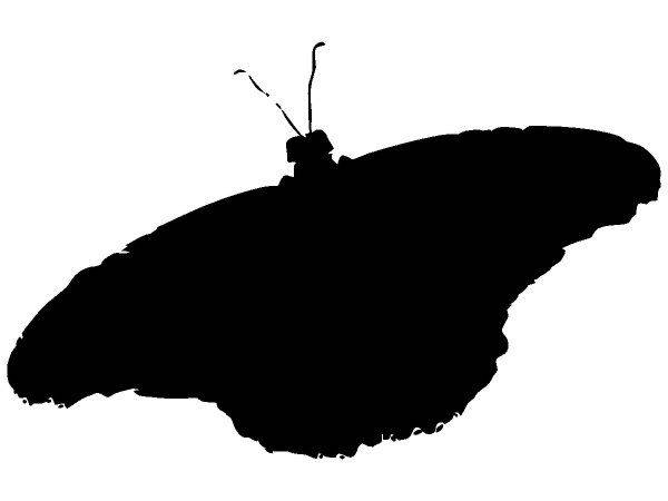 Животные 1275 Животные 1275