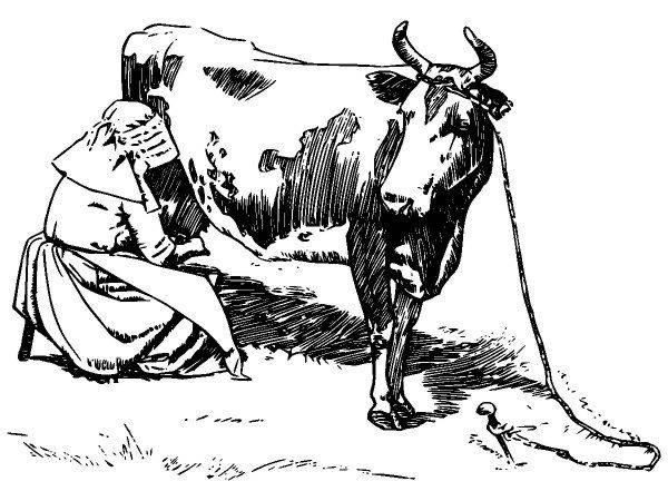 Животные 2615