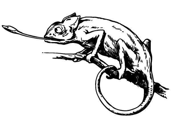 Животные 3779 Животные 3779