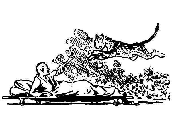 Животные 528 Животные 528