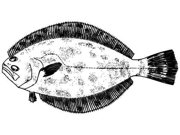 Животные 3979