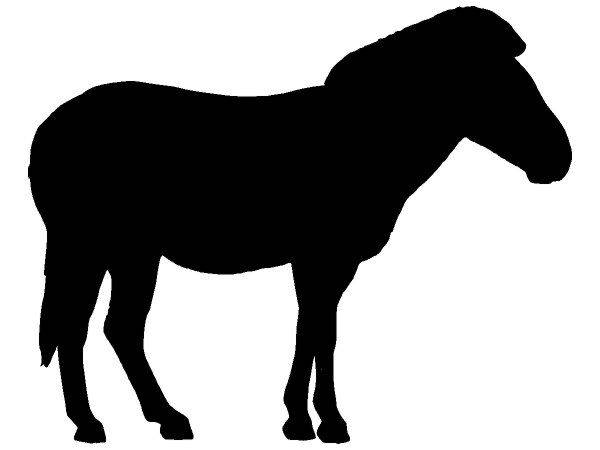 Животные 4234