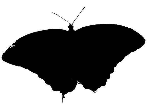 Животные 1273 Животные 1273