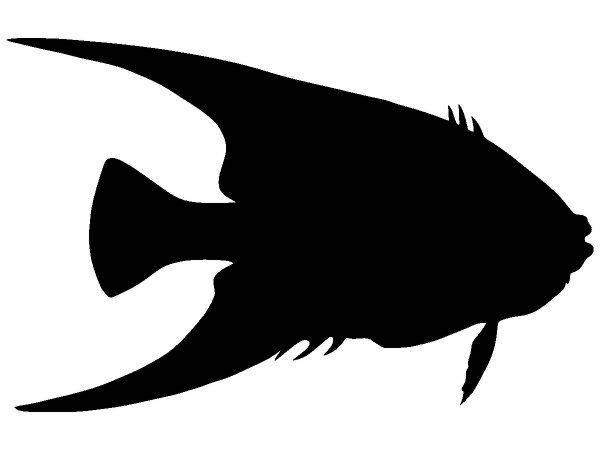 Животные 2902