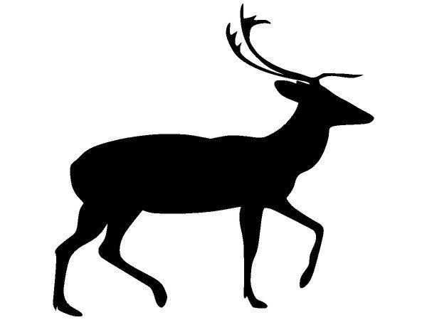 Животные 2909