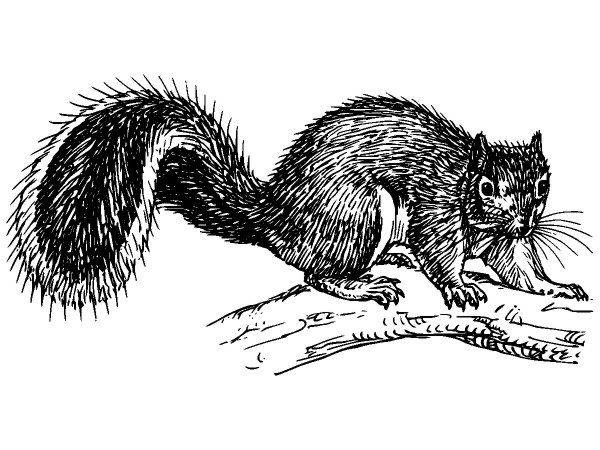 Животные 1126