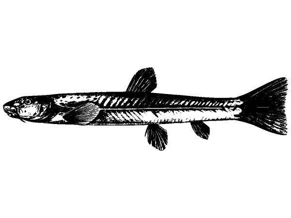 Животные 2789