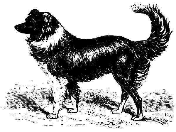 Животные 2661