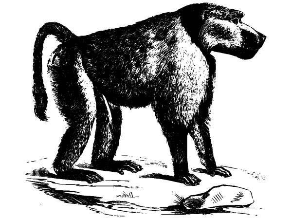 Животные 1279