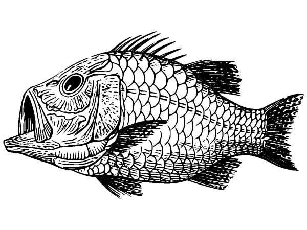 Животные 997