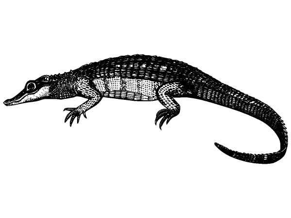 Животные 1278