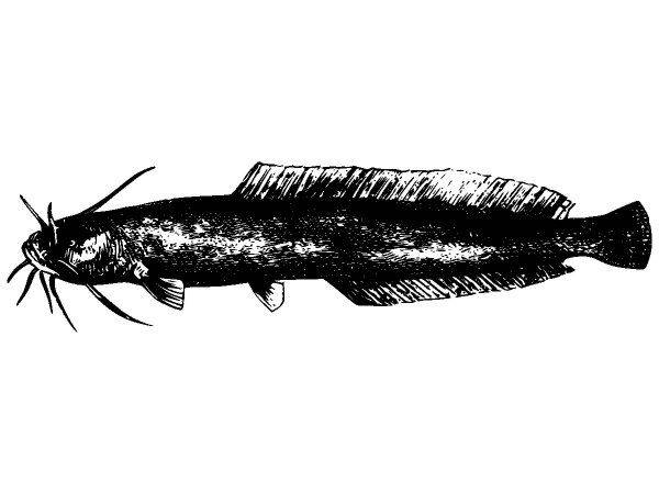 Животные 2679