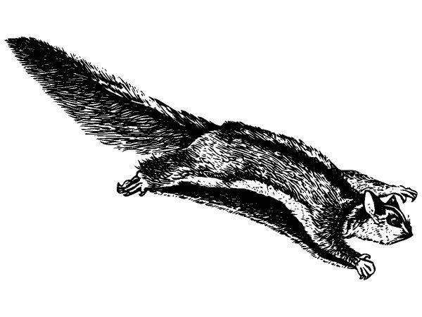 Животные 2553