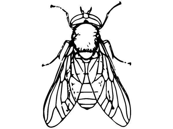 Животные 2444 Животные 2444