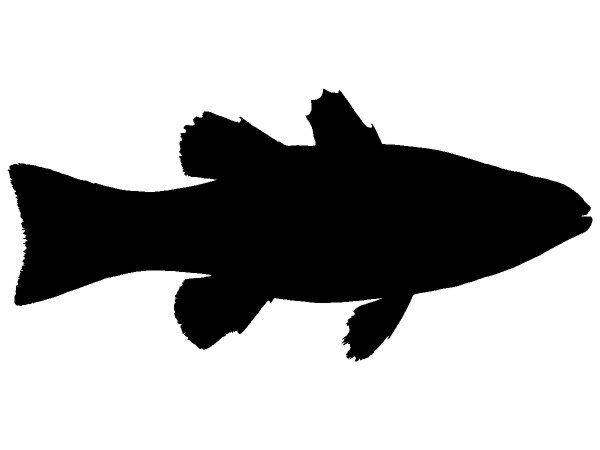 Животные 2968 Животные 2968