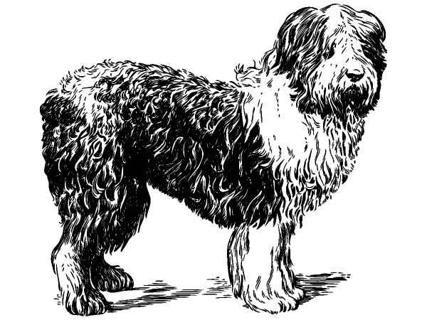 Животные 257