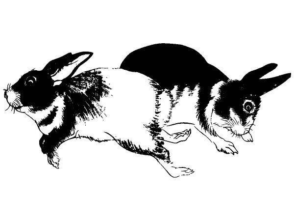 Животные 3451 Животные 3451