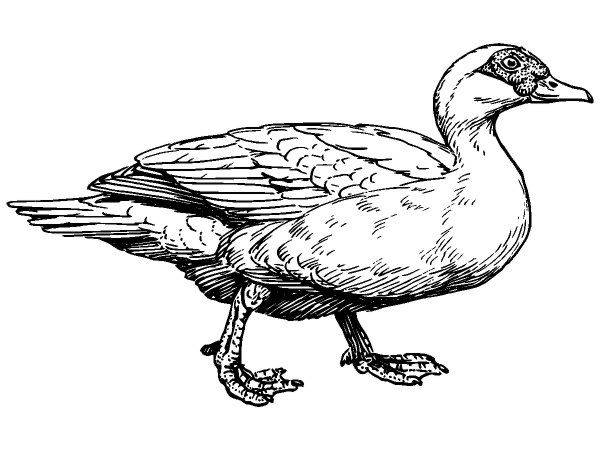 Животные 1070