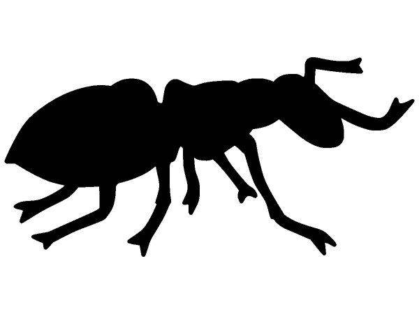 Животные 2423 Животные 2423