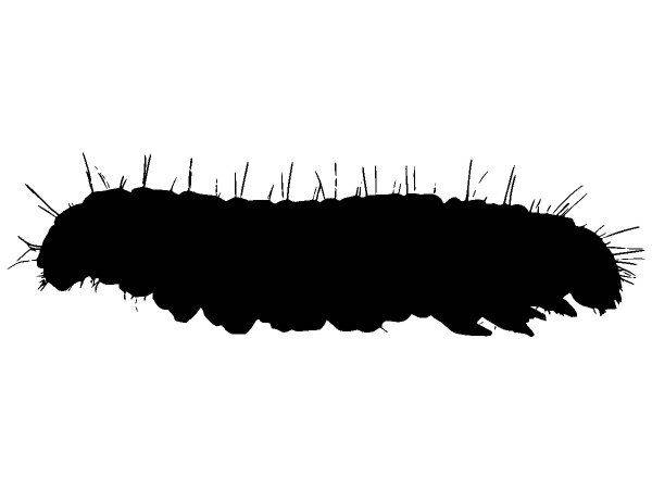 Животные 2724