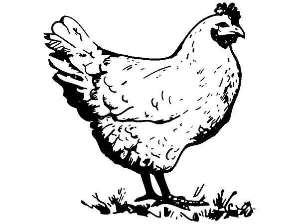 Животные 107