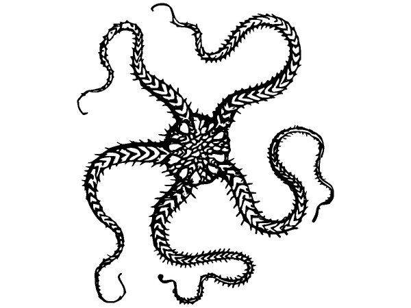 Животные 2847