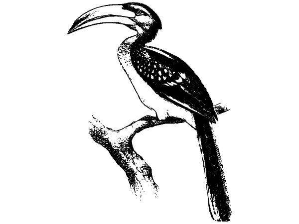 Животные 2722