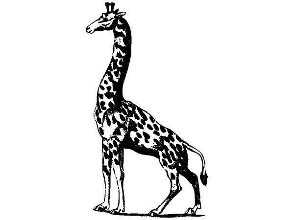 Животные 2814 Животные 2814