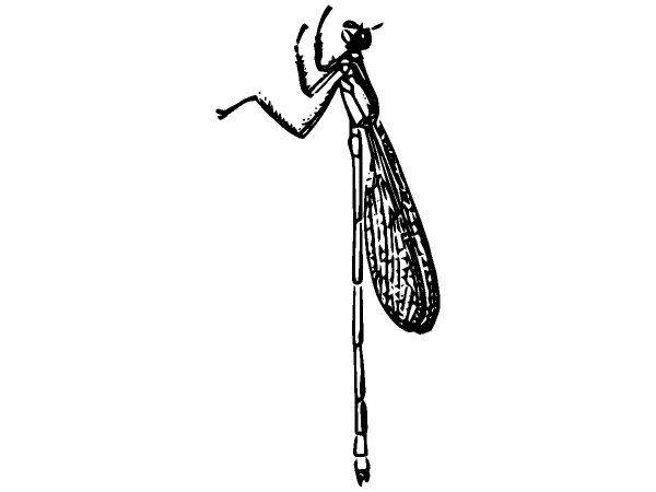 Животные 2481 Животные 2481