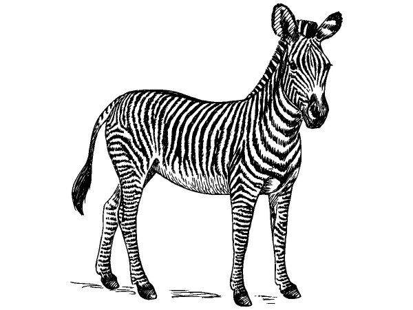 Животные 1144