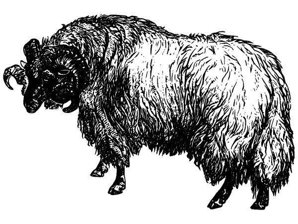 Животные 2916