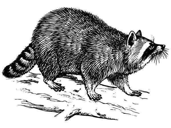 Животные 1100 Животные 1100