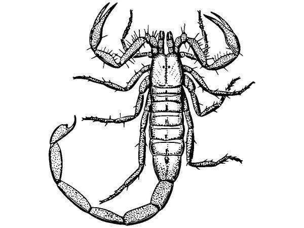 Животные 1110