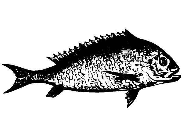 Животные 2673