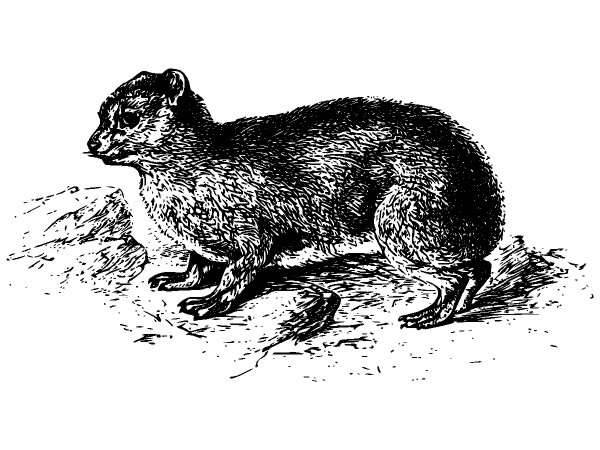 Животные 925