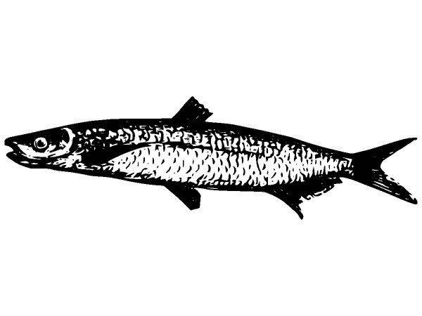 Животные 2674