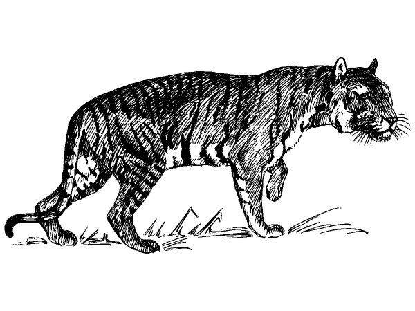 Животные 1136