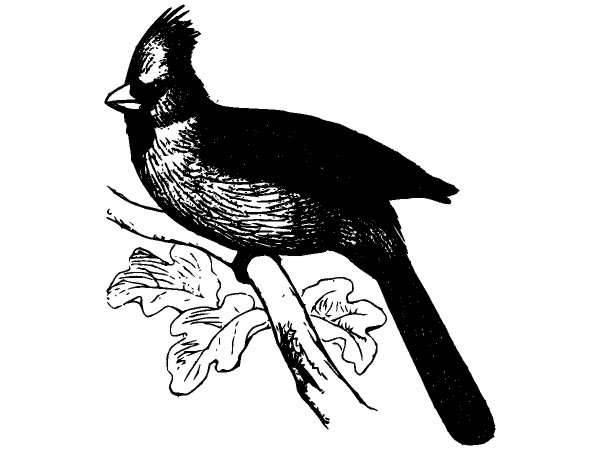 Животные 876