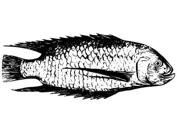 Животные 2671 Животные 2671