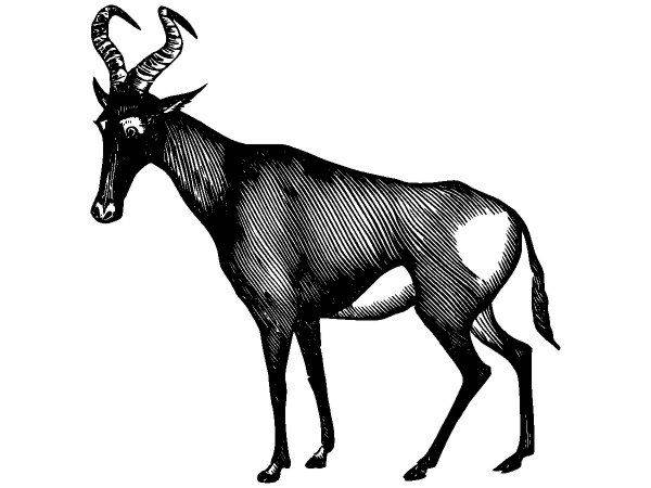 Животные 2819 Животные 2819