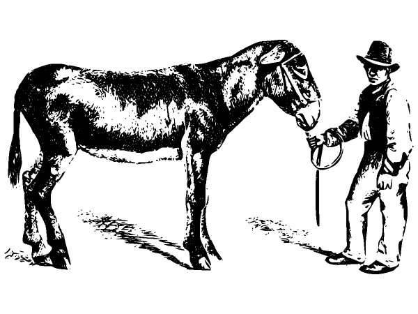 Животные 922